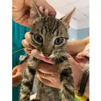 Foto dell\'animale gatto - Matr. 2025/0912 - Microchip 380260044981269