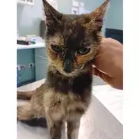 Foto dell\'animale gatto - Matr. 2025/0916 - Microchip 380260170352454
