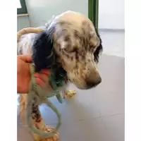 Foto dell\'animale cane - Matr. 2025/0917 - Microchip 688019000020906