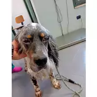 Foto dell\'animale cane - Matr. 2025/0918 - Microchip 380260170352024