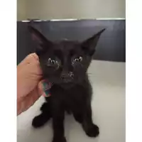 Foto dell\'animale gatto - Matr. 2025/0920 - Microchip 380260044997953