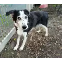 Foto dell\'animale cane - Matr. 2019/1812 - Microchip 981100000165783