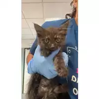 Foto dell\'animale gatto - Matr. 2025/0926 - Microchip 380260044997783