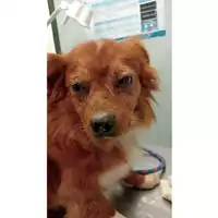 Foto dell\'animale cane - Matr. 2025/0923 - Microchip 380260044998057