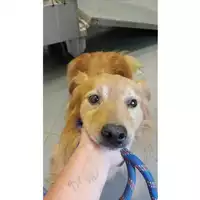 Foto dell\'animale cane - Matr. 2025/0924 - Microchip 380260044998511