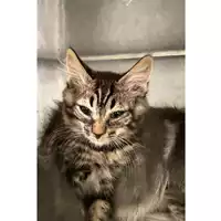 Foto dell\'animale gatto - Matr. 2025/0929 - Microchip 380260044997720
