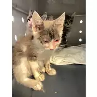 Foto dell\'animale gatto - Matr. 2025/0930 - Microchip 380260044997715