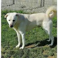 Foto dell\'animale cane - Matr. 2017/1242 - Microchip 380260043318462