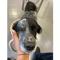 Foto dell\'animale cane - Matr. 2025/0932 - Microchip 380260002319458
