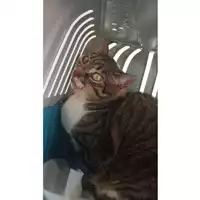 Foto dell\'animale gatto - Matr. 2025/0936 - Microchip 380260043724071