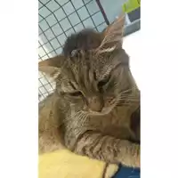 Foto dell\'animale gatto - Matr. 2025/0937 - Microchip 380260044981076