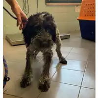 Foto dell\'animale cane - Matr. 2025/0939 - Microchip 380260170563127