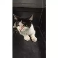 Foto dell\'animale gatto - Matr. 2025/0938 - Microchip 380260044981017