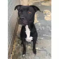 Foto dell\'animale cane - Matr. 2023/1334 - Microchip 380260044730961