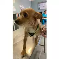 Foto dell\'animale cane - Matr. 2025/0940 - Microchip 380260044979998