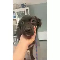 Foto dell\'animale cane - Matr. 2025/0819 - Microchip 380260170352762