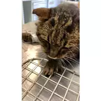 Foto dell\'animale gatto - Matr. 2025/0946 - Microchip 380260044996997