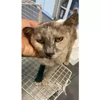 Foto dell\'animale gatto - Matr. 2025/0941 - Microchip 380260170352314
