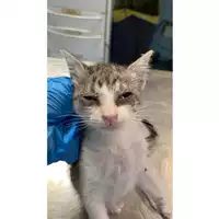 Foto dell\'animale gatto - Matr. 2025/0943 - Microchip 380260170352300