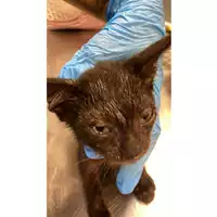 Foto dell\'animale gatto - Matr. 2025/0944 - Microchip 380260170352310