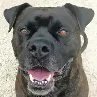 Foto dell\'animale cane - Matr. 2021/0047 - Microchip 380260044449498