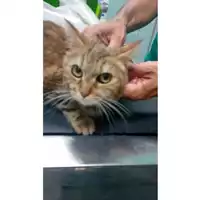 Foto dell\'animale gatto - Matr. 2025/0945 - Microchip 380260170352355