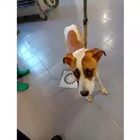 Foto dell\'animale cane - Matr. 2025/0949 - Microchip 380260170352302