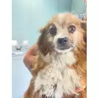 Foto dell\'animale cane - Matr. 2025/0953 - Microchip 380260170352317