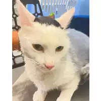 Foto dell\'animale gatto - Matr. 2025/0958 - Microchip 380260004807722