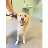 Foto dell\'animale cane - Matr. 2025/0952 - Microchip 380260170352316