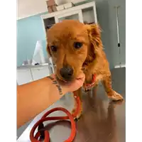 cane - Matr. 2021/0955 - Microchip 380260044551031