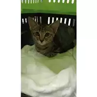 Foto dell\'animale gatto - Matr. 2025/0956 - Microchip 380260170352051