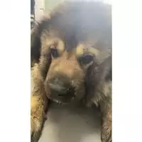Foto dell\'animale cane - Matr. 2025/0957 - Microchip 380260170352312