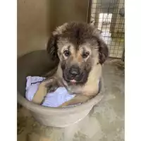 Foto dell\'animale cane - Matr. 2025/0957 - Microchip 380260170352312