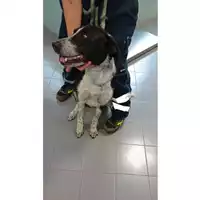 Foto dell\'animale cane - Matr. 2025/0959 - Microchip 380260170352308