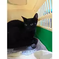 Foto dell\'animale gatto - Matr. 2025/0960 - Microchip 380260170352309