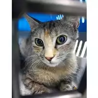 Foto dell\'animale gatto - Matr. 2025/0961 - Microchip 380260170352313