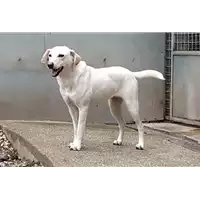 Foto dell\'animale cane - Matr. 2021/0960 - Microchip 380260044550641