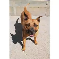 Foto dell\'animale cane - Matr. 2025/0321 - Microchip 380260101672624