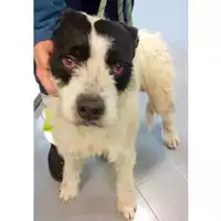Foto dell\'animale cane - Matr. 2025/0223 - Microchip 380260044998409