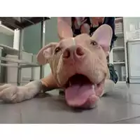Foto dell\'animale cane - Matr. 2025/0968 - Microchip 380260170352077