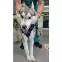 Foto dell\'animale cane - Matr. 2025/0967 - Microchip 380260170352071