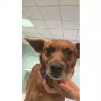 Foto dell\'animale cane - Matr. 2025/0966 - Microchip 380260044998316