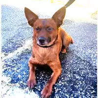 Foto dell\'animale cane - Matr. 2025/0966 - Microchip 380260044998316
