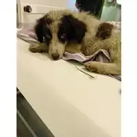 Foto dell\'animale cane - Matr. 2025/0970 - Microchip 380260170352040
