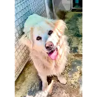 Foto dell\'animale cane - Matr. 2021/0963 - Microchip 380260040163886