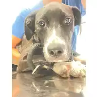 Foto dell\'animale cane - Matr. 2025/0972 - Microchip 380260170352070