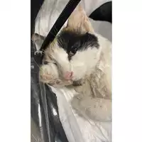 Foto dell\'animale gatto - Matr. 2025/0971 - Microchip 380260170352356