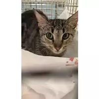 Foto dell\'animale gatto - Matr. 2025/0976 - Microchip 380260170352548