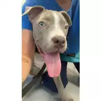 Foto dell\'animale cane - Matr. 2025/0978 - Microchip 380260170352382
